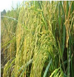 Oryza Sativa adalah padi komposisi bio7