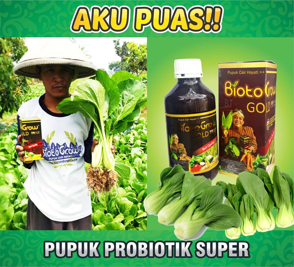 Jual Biotogrow Pupuk Organik murah Surabaya Sidoarjo raji-sawi-lebat-hijau-seger