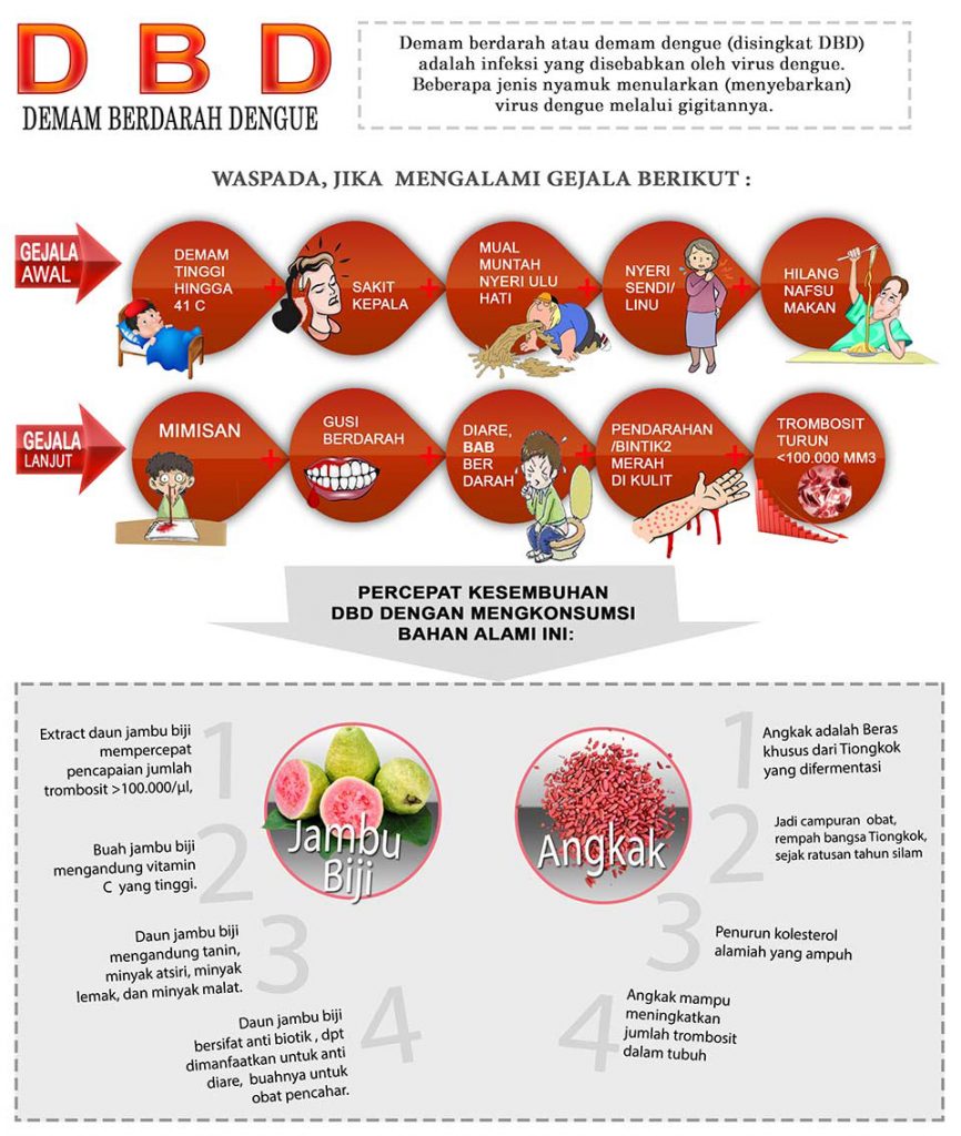 info grafik foodigan demam berdarah dengue dan terapi dengan Tamr Bin Djened Plus Angkak