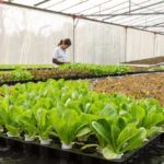 Solusi Perbaiki Ekosistem Pertanian Dengan Biotogrow